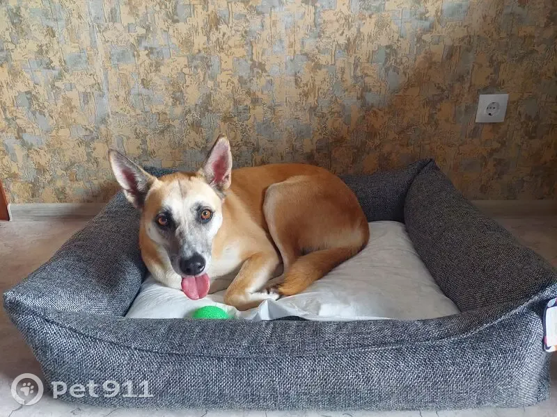 Пропала собака, Волгоград, ул. Плеханова 35 - photo