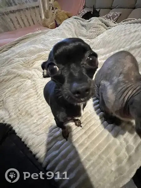 Пропала собака, Чебаркуль, Челябинская обл. - photo