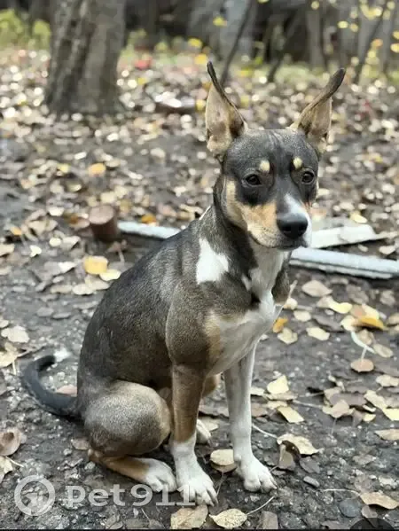 Пропала собака на ул. Генерала Гурова, 2 - photo