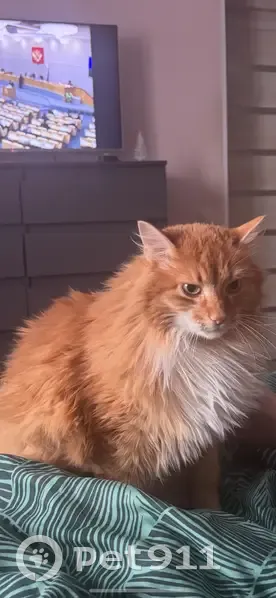 Пропала кошка на 2-я Заводская, 1/1 - photo