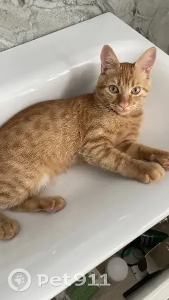 Пропала кошка, Приморская ул. 52, Анапская - photo