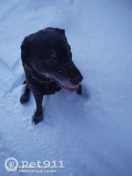 Пропала собака, Ропшинское сп, 74 - photo