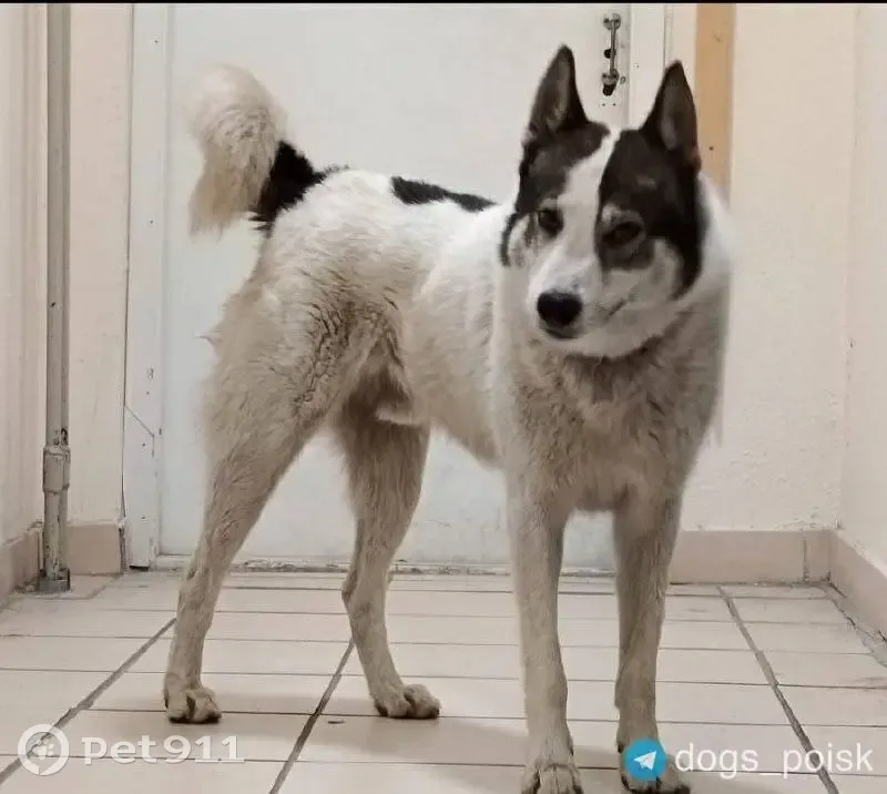 Пропали 2 собаки, проспект Вернадского, Москва - photo