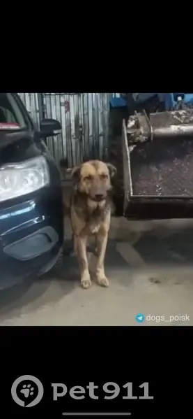 Пропали 2 собаки, ЮЗАО, Москва - photo