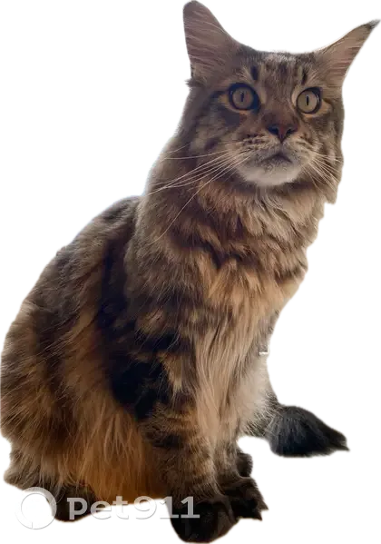 Пропала кошка, ул. Ключевского, 54 - photo