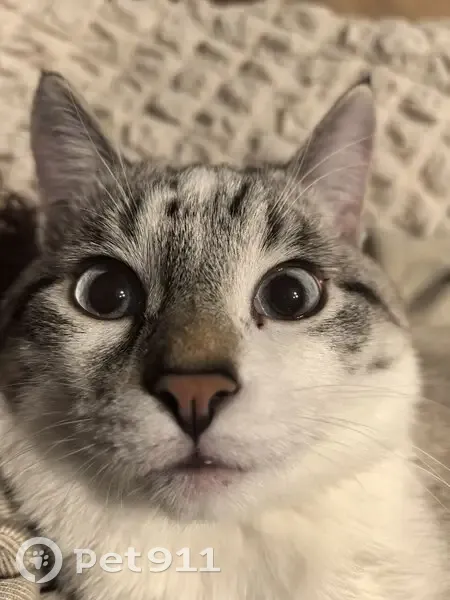 Пропала кошка, ул. Космонавтов 8, Энгельс - photo