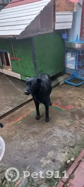 Пропала собака, Зелёная ул., Ухтинка - photo