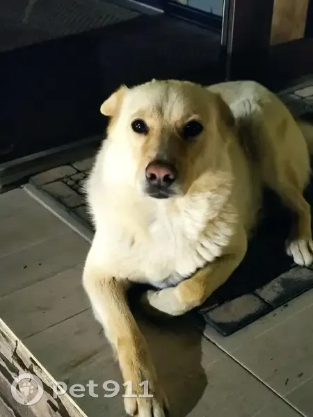 Пропала собака, Крыловская 17, Краснодар - photo