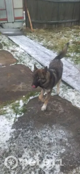 Пропала собака, Сенная ул. 6, Мантурово - photo