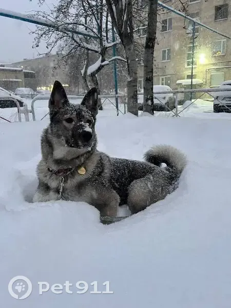 Пропала лайка, ул. Ломоносова, 18, Мурманск - photo