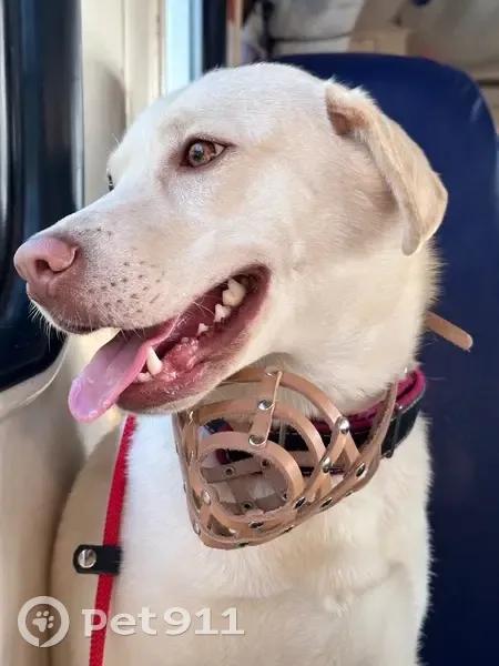 Пропала собака, пр. Сизова, 30 к4, СПб - photo