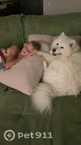 Пропала самоед Найта, Серова 143, Ставрополь - photo