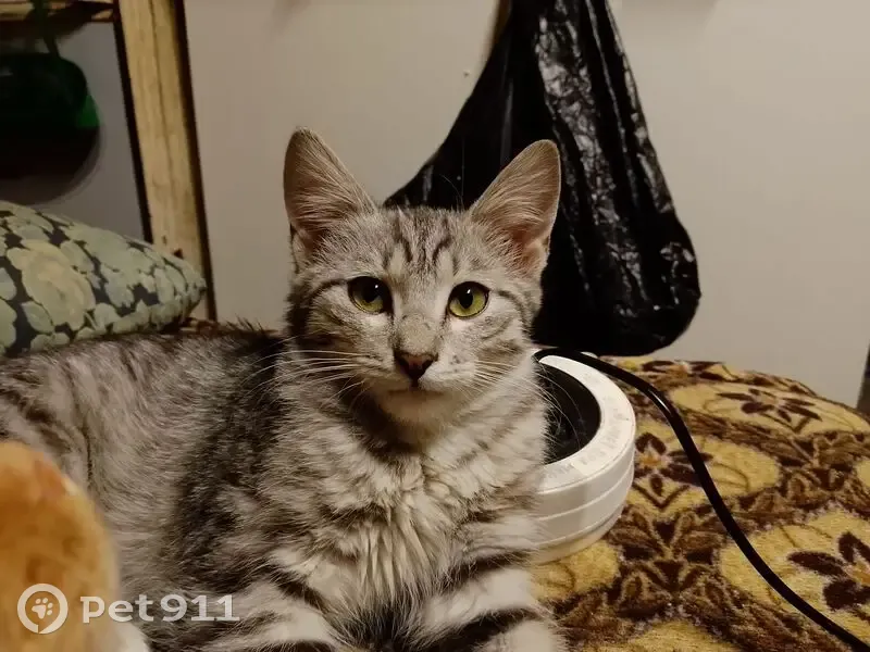 Пропала кошка, Советская ул., Н. Санчелеево - photo