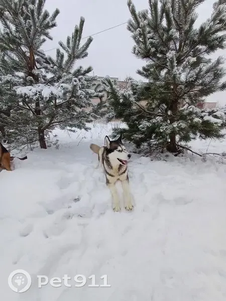 Пропала собака, Бубново, Белгородская обл. - photo