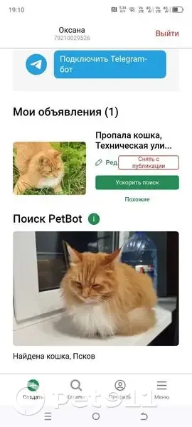 Пропал кот, Псков, Техническая, 15 - photo