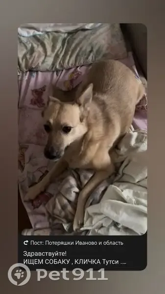 Пропала собака на ул. Бубнова, Иваново - photo