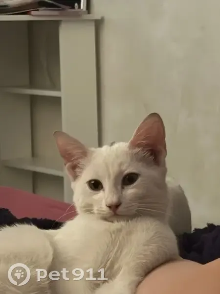 Пропал белый котёнок, Рейсовая 6, Ростов-на-Дону - photo