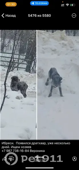 Дратхаар найден в Ибреси, Чувашия! - photo