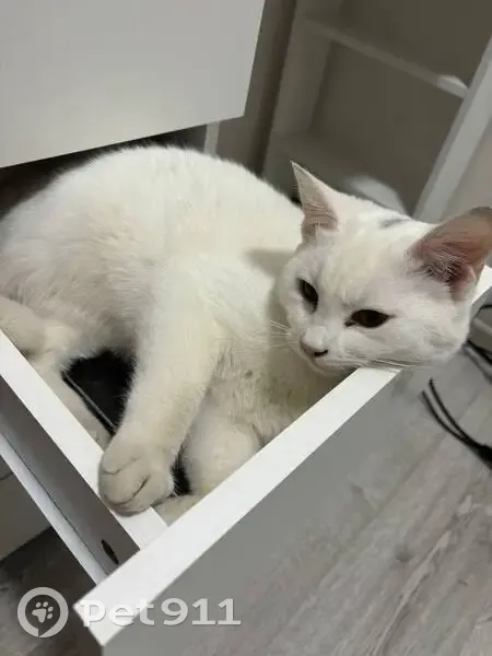 Пропал кот, Ростов-на-Дону, Туполева 6 - photo