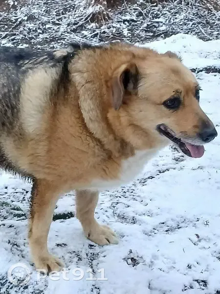 Пропала собака Жуля, Щеглово, 1-я линия, 6 - photo