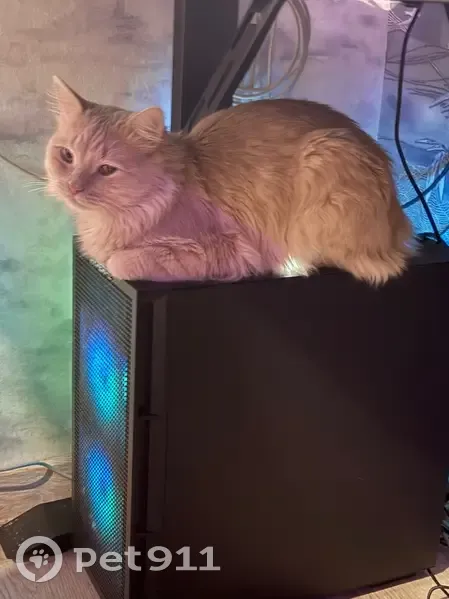 Пропала кошка Персик, ул. Пушкина 23, НН - photo