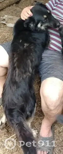 Пропала собака Тайсон, Орск, ул. Ковыльная - photo