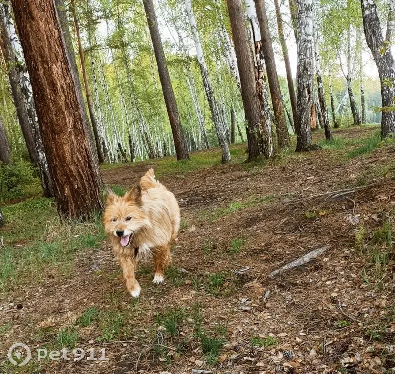 Пропала собака, Академическая 12, Иркутск - photo