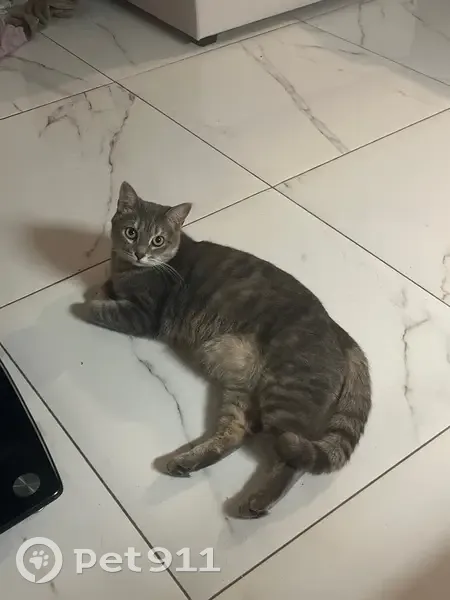 Пропала кошка в СНТ 