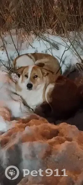 Пропала собака, ул. Секисова, 51, Тюмень - photo