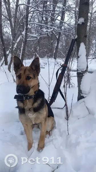 Пропала собака в Медногорске, Оренбургская обл. - photo
