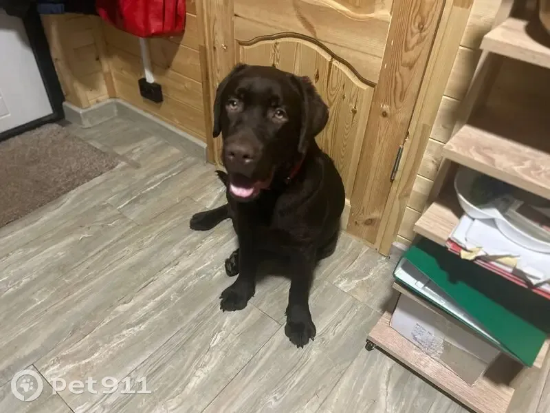 Пропала коричневая собака, Ярославль - photo