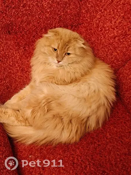 Пропала кошка, 10 Полевской - photo