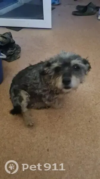 Пропала собака, Находка, Приморье - photo