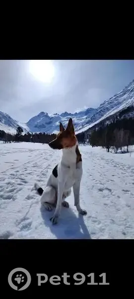 Пропала собака Гоша, Лосино-Петровский - photo