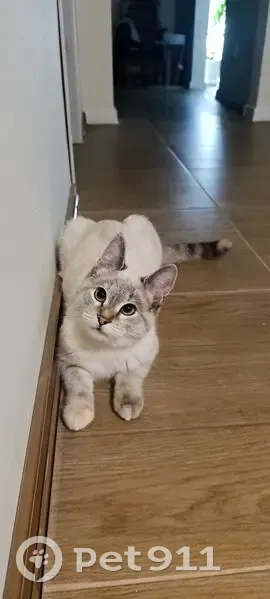 Пропала кошка, 5-й пр. Куликова Поля, 52 - photo