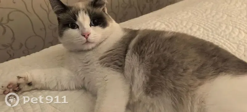 Пропала кошка, Центр. ул., Горшечное - photo