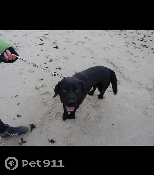 Пропала собака, ул. Чернышёва 3, Пионерский - photo