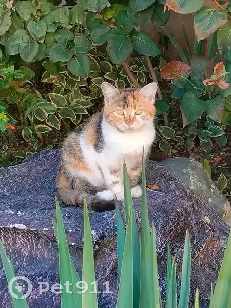 Пропала кошка, Войсковой проезд 18 - photo