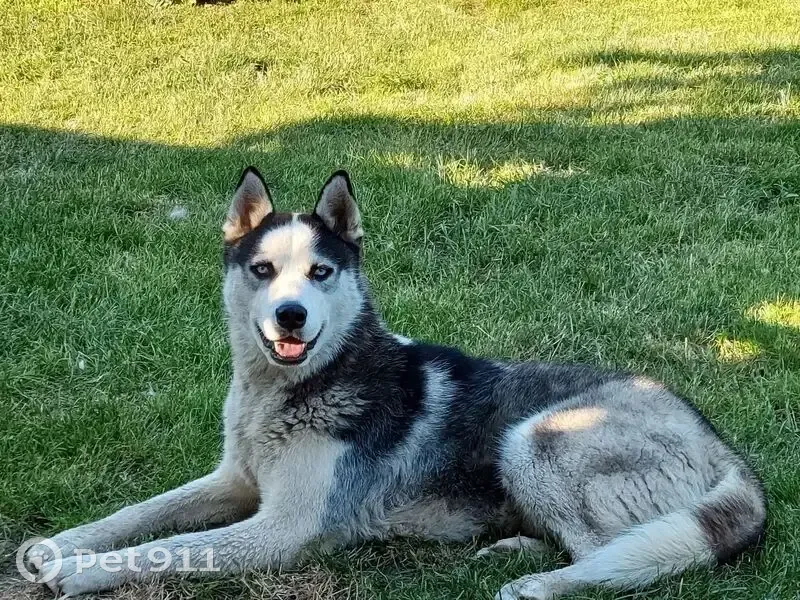Пропала собака, ул. Карла Либкнехта, 16 - photo