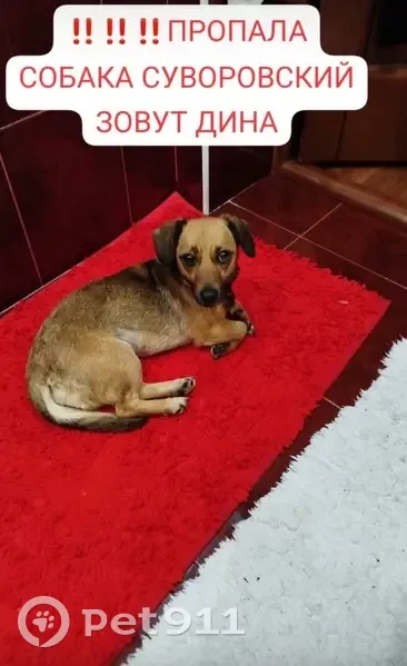 Пропала собака в Северном, Ростов-на-Дону - photo