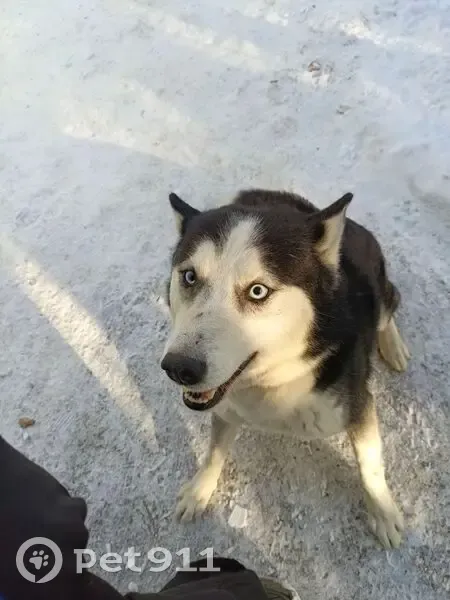 Пропала собака, Сарафановская 66, Иркутск - photo