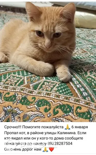 Пропал рыжий кот, ул. Калинина, Бузулук - photo