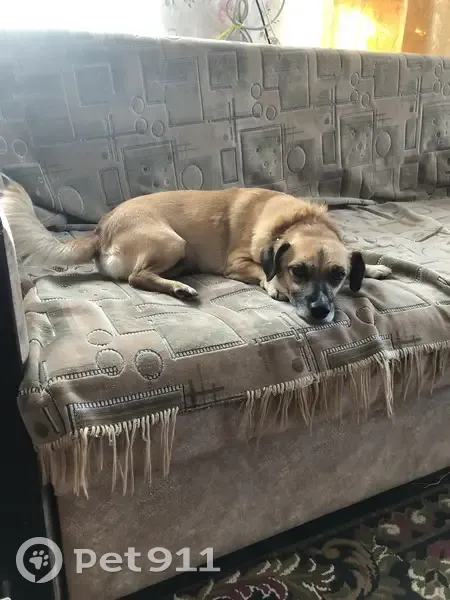 Пропала собака, ул. 217-й Стрелковой, 59 - photo