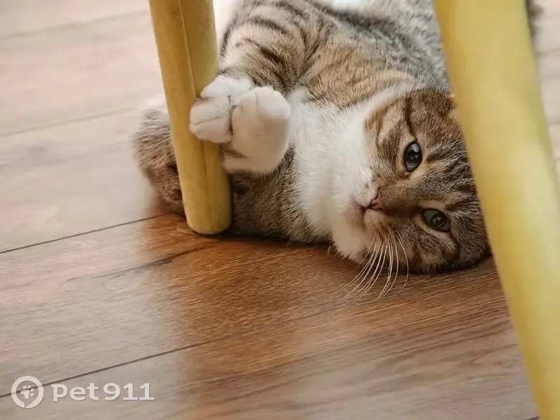 Пропала кошка, Офицерский пос., 46/2 - photo