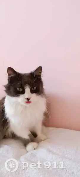 Пропала кошка на ул. М. Жукова, 22, Туапсе - photo