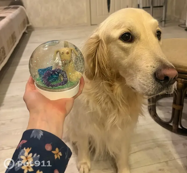 Пропала собака, б-р Менделеева, Мурино - photo