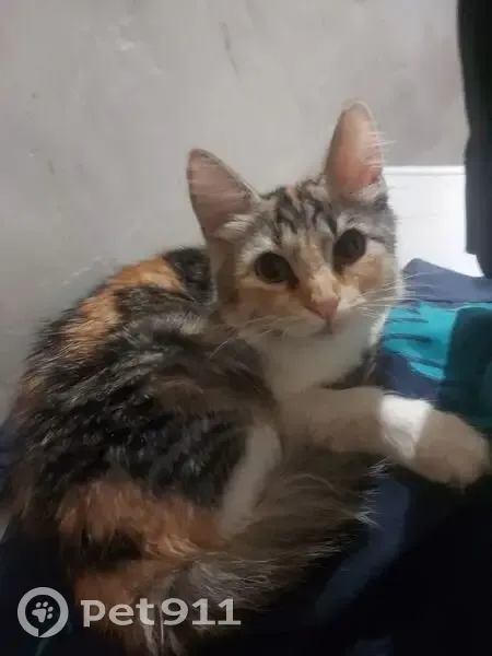 Пропала кошка на ул. Лазо, 5, Таганрог - photo