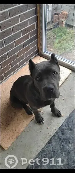 Пропала собака в Светлогорском, КК. - photo