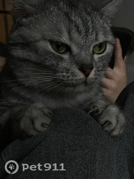 Пропала кошка, ул. Калинина, Уфа - photo