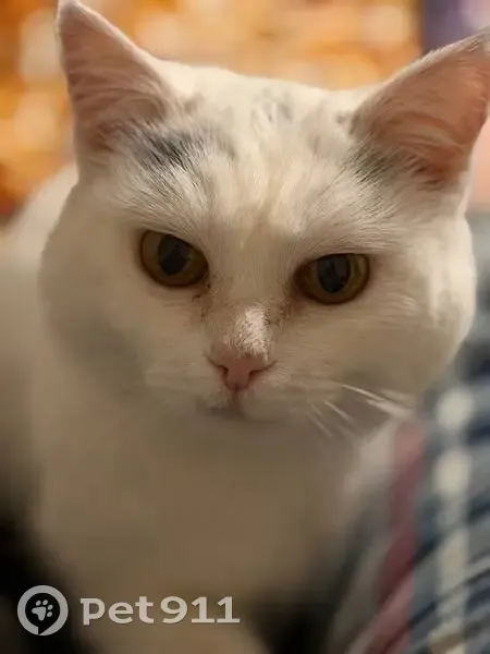 Пропала кошка, ул. Островского 25, Пермь - photo